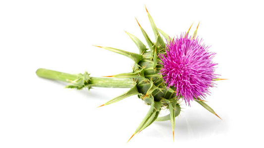 What Is Milk Thistle?
